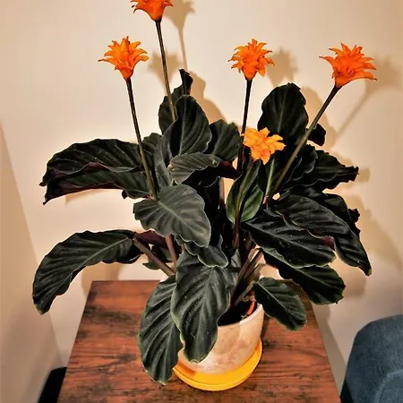 Koral Mielno (Koszalin)