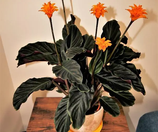 Koral Mielno (Koszalin)