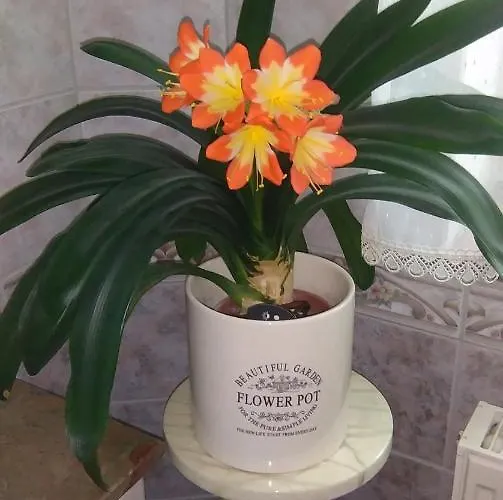 Koral * Mielno (Koszalin)